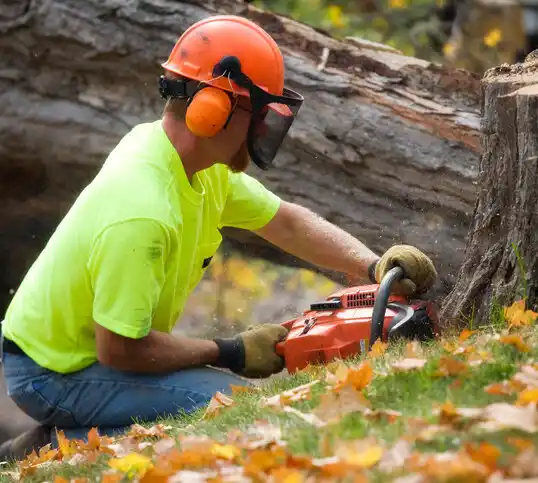 tree services Fallon